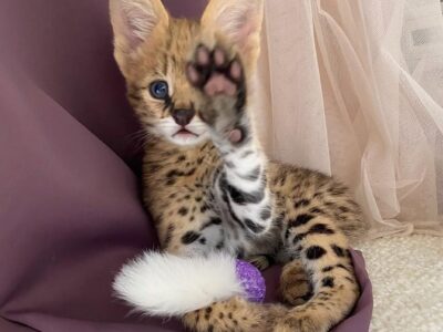 Pisicuțe Serval, Caracal și adorabile Savannah disponibile