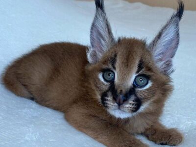 Pisicuțe Serval, Caracal și adorabile Savannah disponibile
